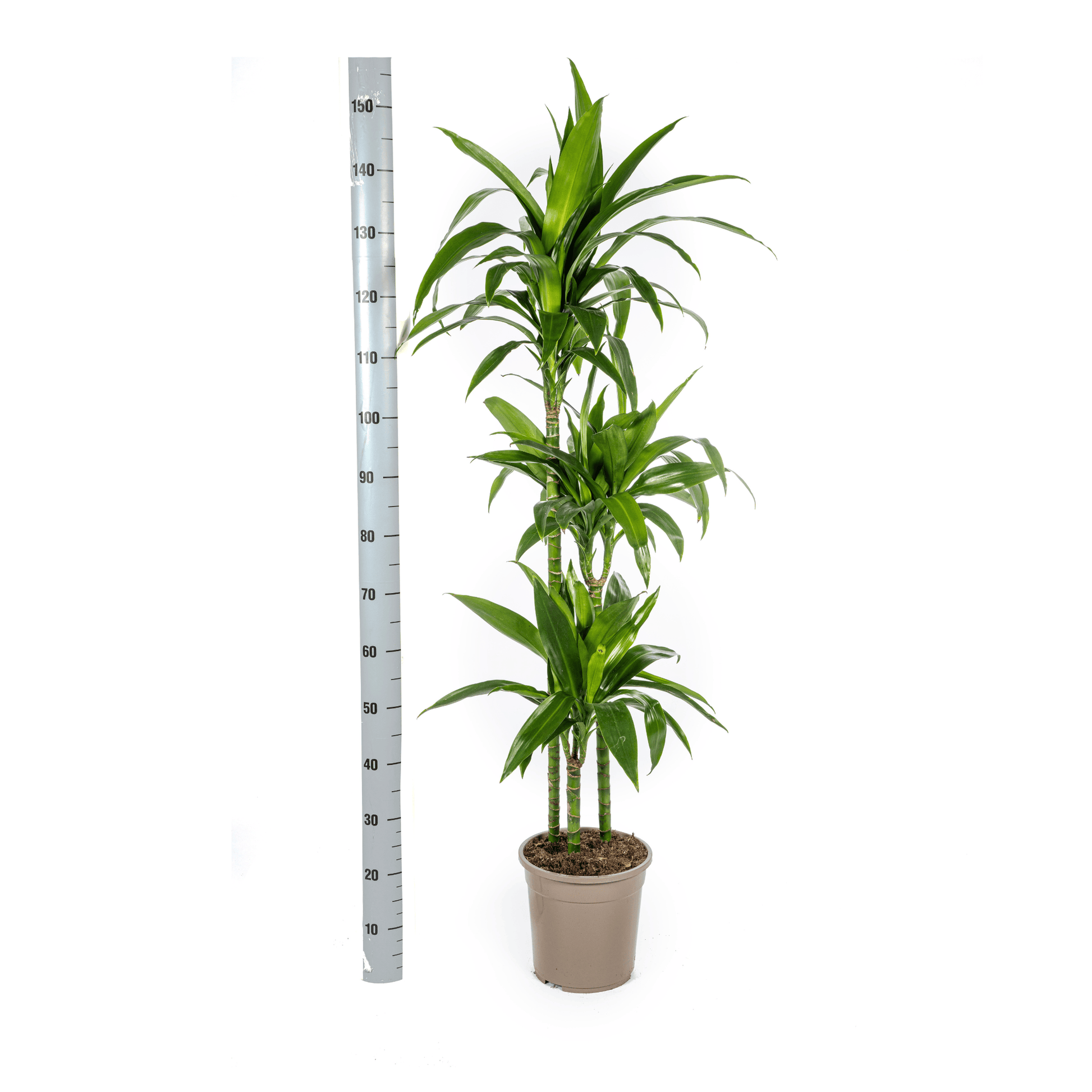 Dracaena Deremensis Lisa Ø24cm - ↕130 - 150cm - Botanic-Vibes