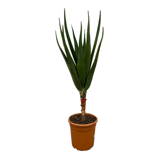 Aloë Barberae – 160 cm – Ø30 - Botanic-Vibes