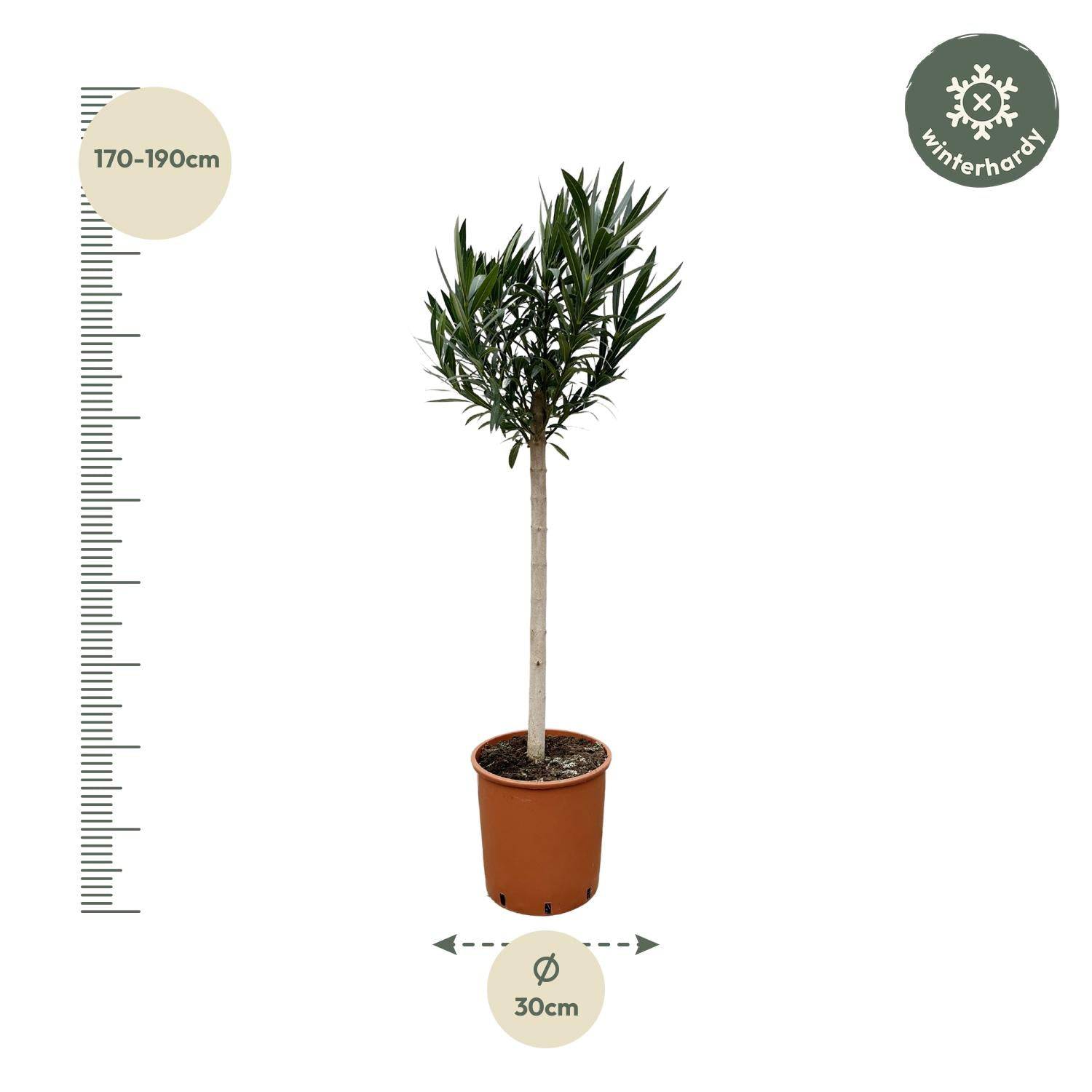 Nerium oleander auf Stamm mit rosa Blüte – 170 cm – Ø30 - Botanic-Vibes