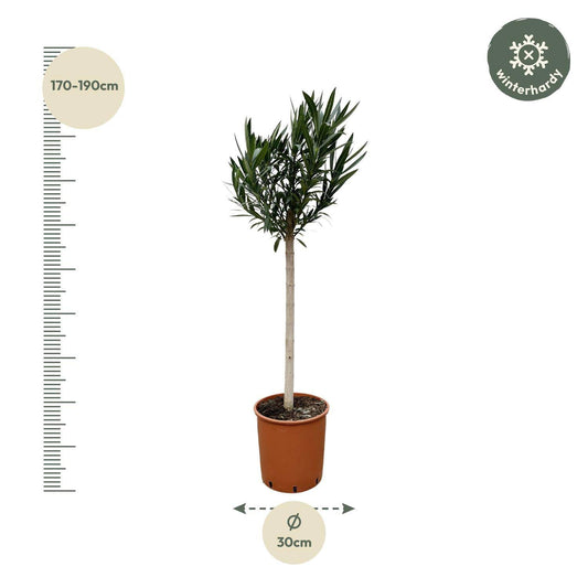 Nerium oleander auf Stamm mit rosa Blüte – 170 cm – Ø30 - Botanic-Vibes