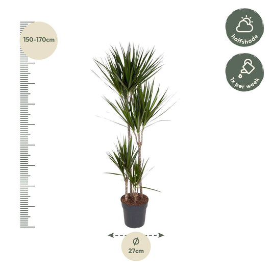 Dracaena Marginata – 180 cm – Ø27 - Botanic-Vibes
