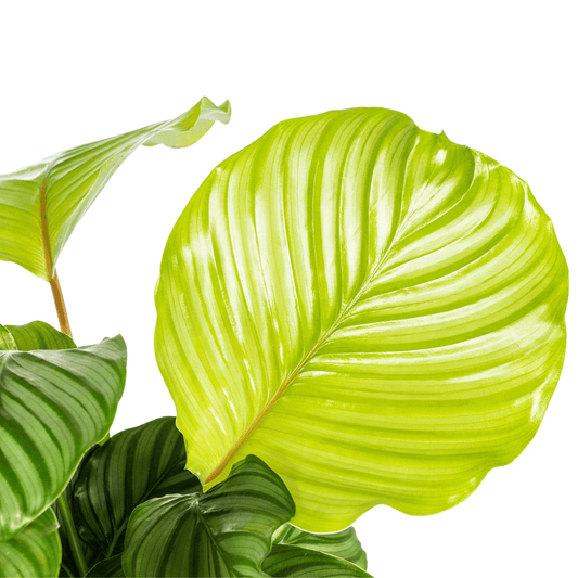Calathea Orbifolia Ø17cm - ↕40 - 50cm - Botanic-Vibes