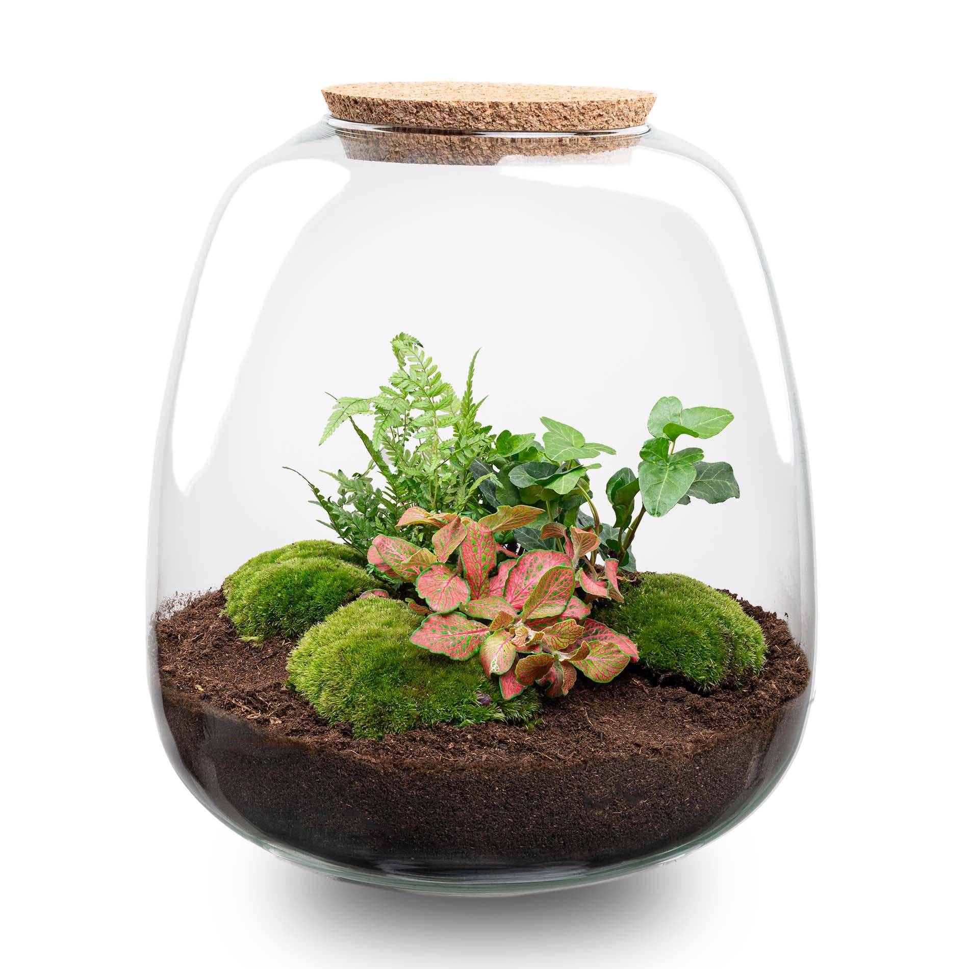 Pflanzterrarium „Emma“ – DIY-Set – 25 cm – Ø23 cm – Hedera Red + LED - Botanic-Vibes