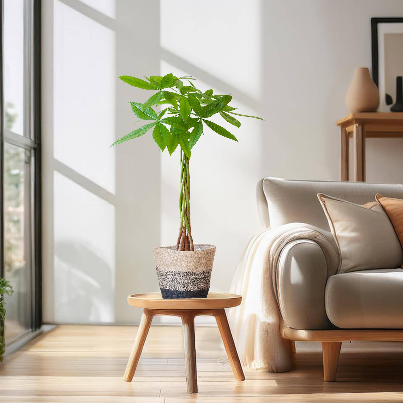 Pachira Aquatica mit Pflanzkorb Lissabon Schwarz - 80cm - Ø21 - Botanic-Vibes