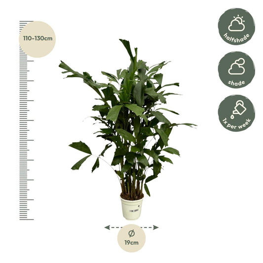 Caryota mitis – 130 cm – Ø19 - Botanic-Vibes