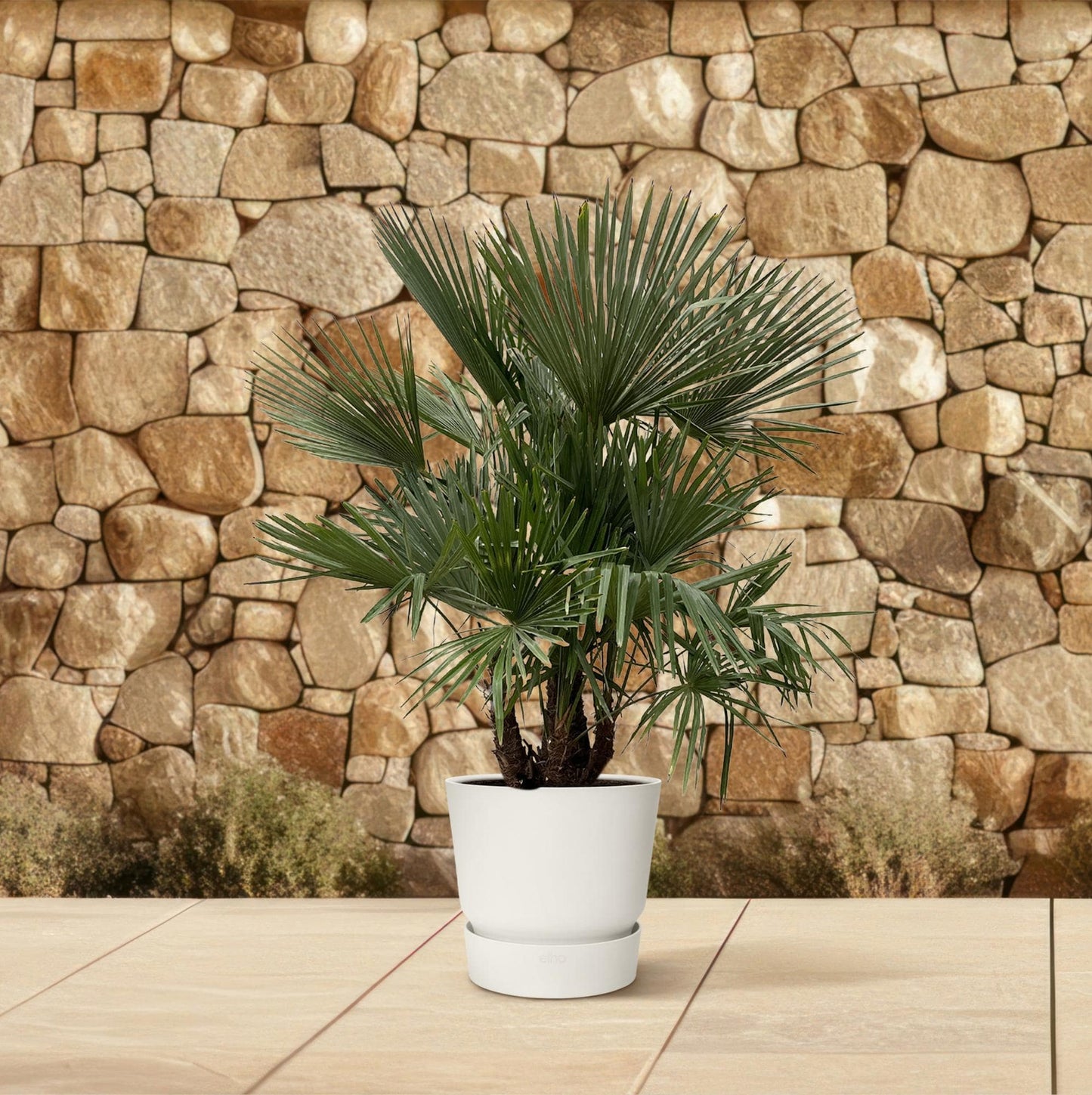 Trachycarpus multi-stamm – 230cm – Ø50 - Botanic-Vibes