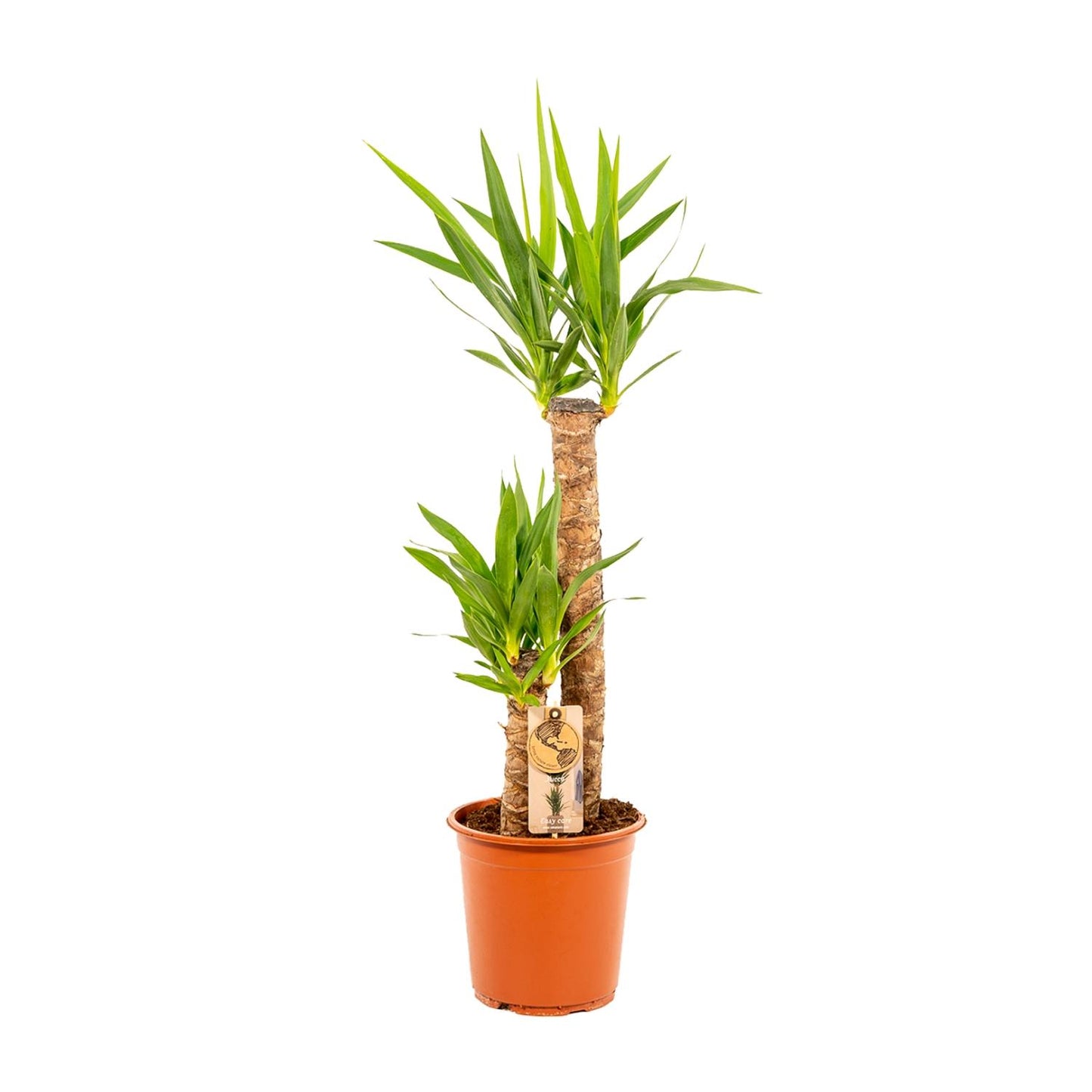 Yucca – Ø21cm – 100cm