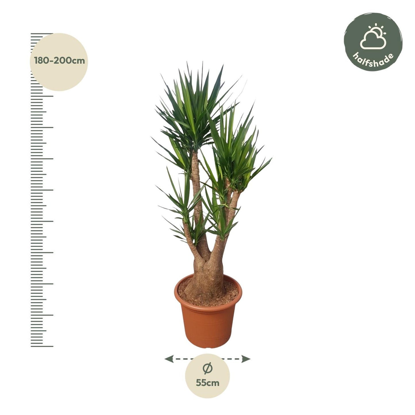 Yucca Elephantipes vertakt – 190 cm – Ø55