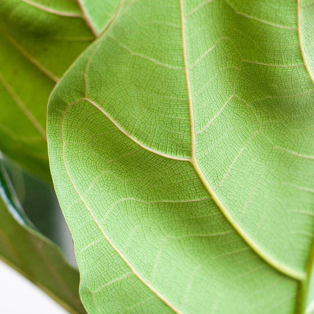 Ficus Lyrata mit Korb Lissabon schwarz - 80cm - Ø21 - Botanic-Vibes