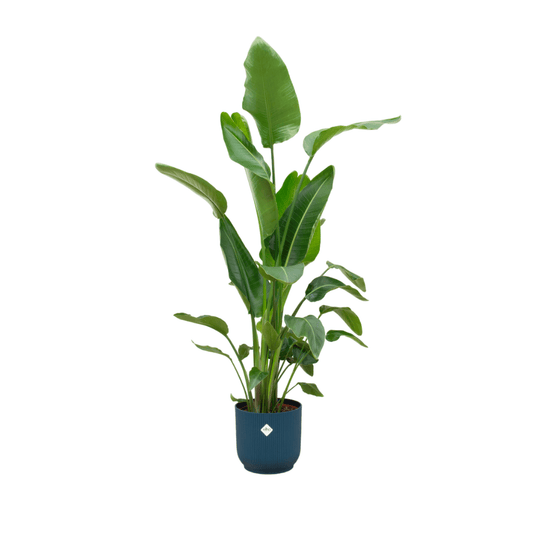 Combi deal - Strelitzia nicolai inklusive elho Vibes Fold Round Blau Ø30 – 180 cm - Botanic-Vibes
