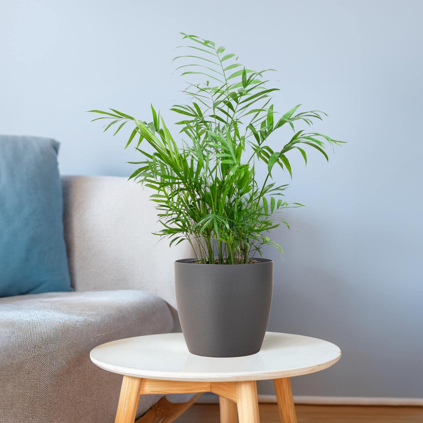 Chamadorea Elegans mit Viber Grau - 55cm - Ø17 - Botanic-Vibes