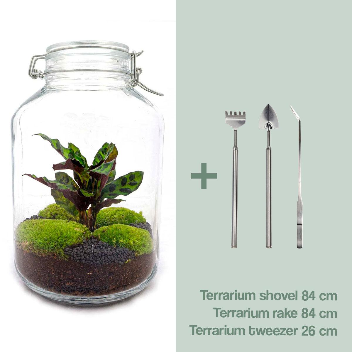 Flaschengarten – Calathea – 28 cm – Standardausführung