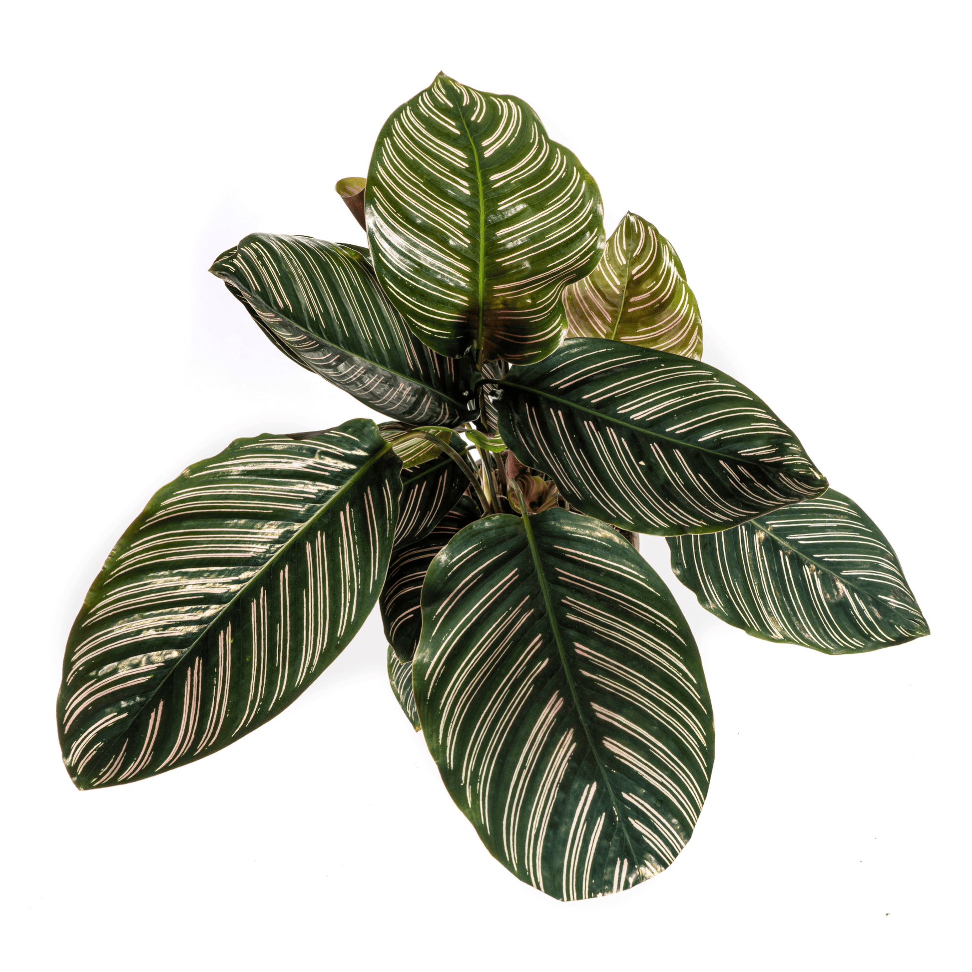 Calathea Ornata Sanderiana Ø17cm - ↕40 - 50cm - Botanic-Vibes