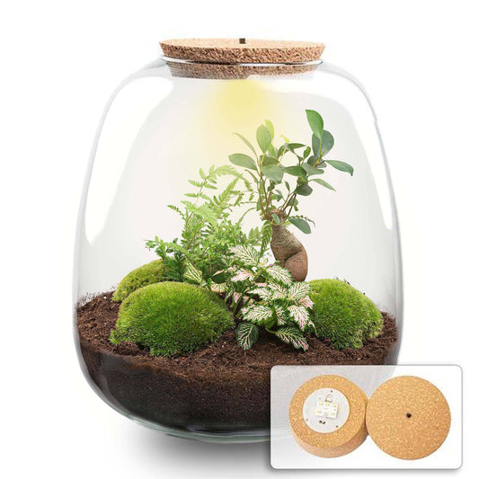 Pflanzterrarium „Emma“ – DIY-Set – 25 cm – Ø23 cm – Bonsai Pink + LED - Botanic-Vibes