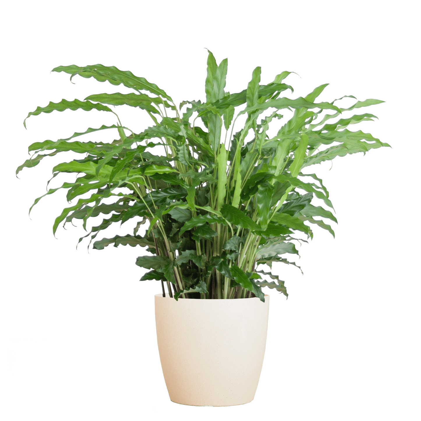 Calathea Rufibarba mit Viber weiß - 55cm - Ø17 - Botanic-Vibes