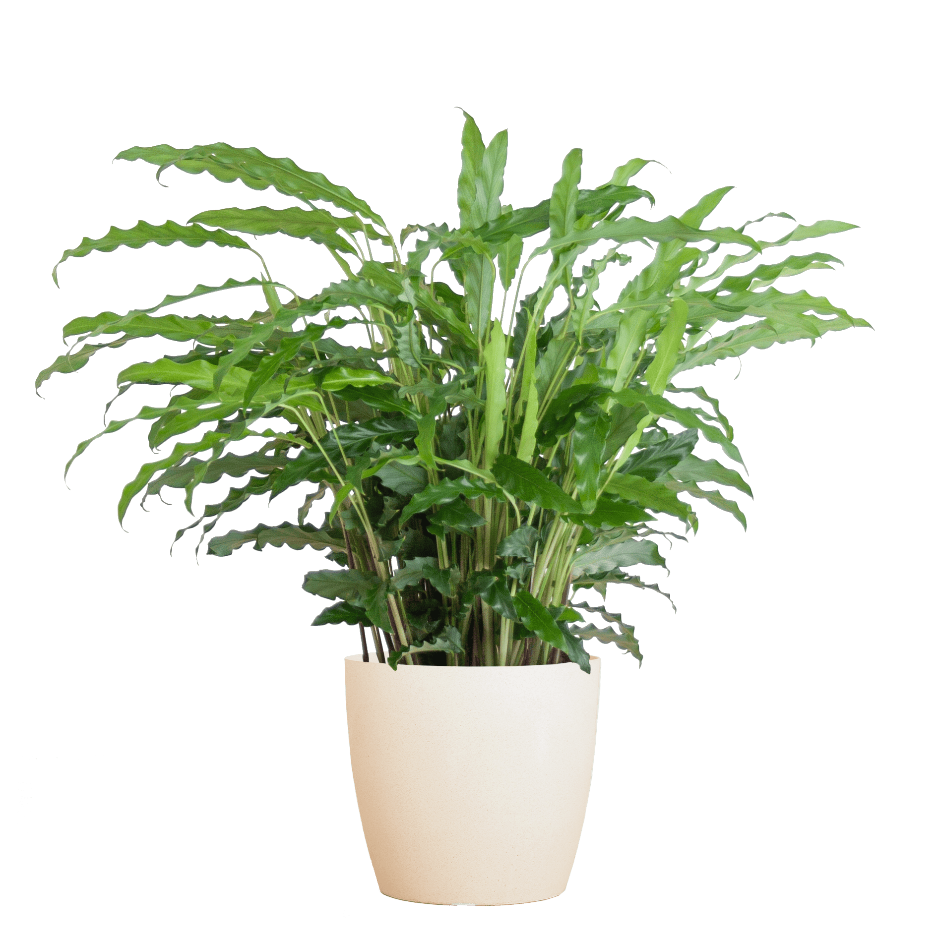 Calathea Rufibarba mit Viber weiß - 55cm - Ø17 - Botanic-Vibes