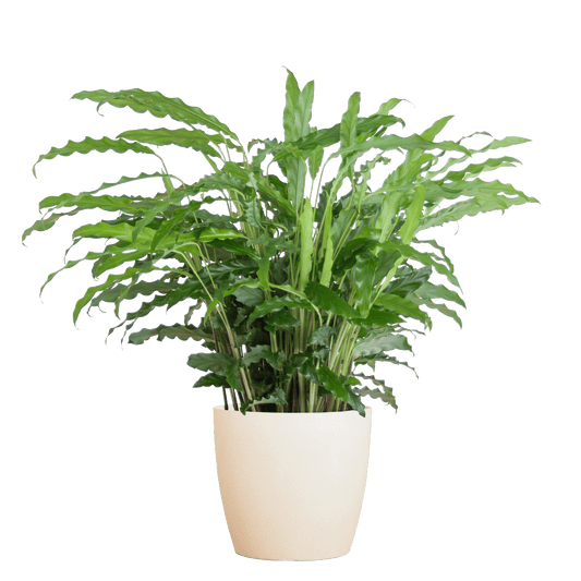 Calathea Rufibarba mit Viber weiß - 55cm - Ø17 - Botanic-Vibes