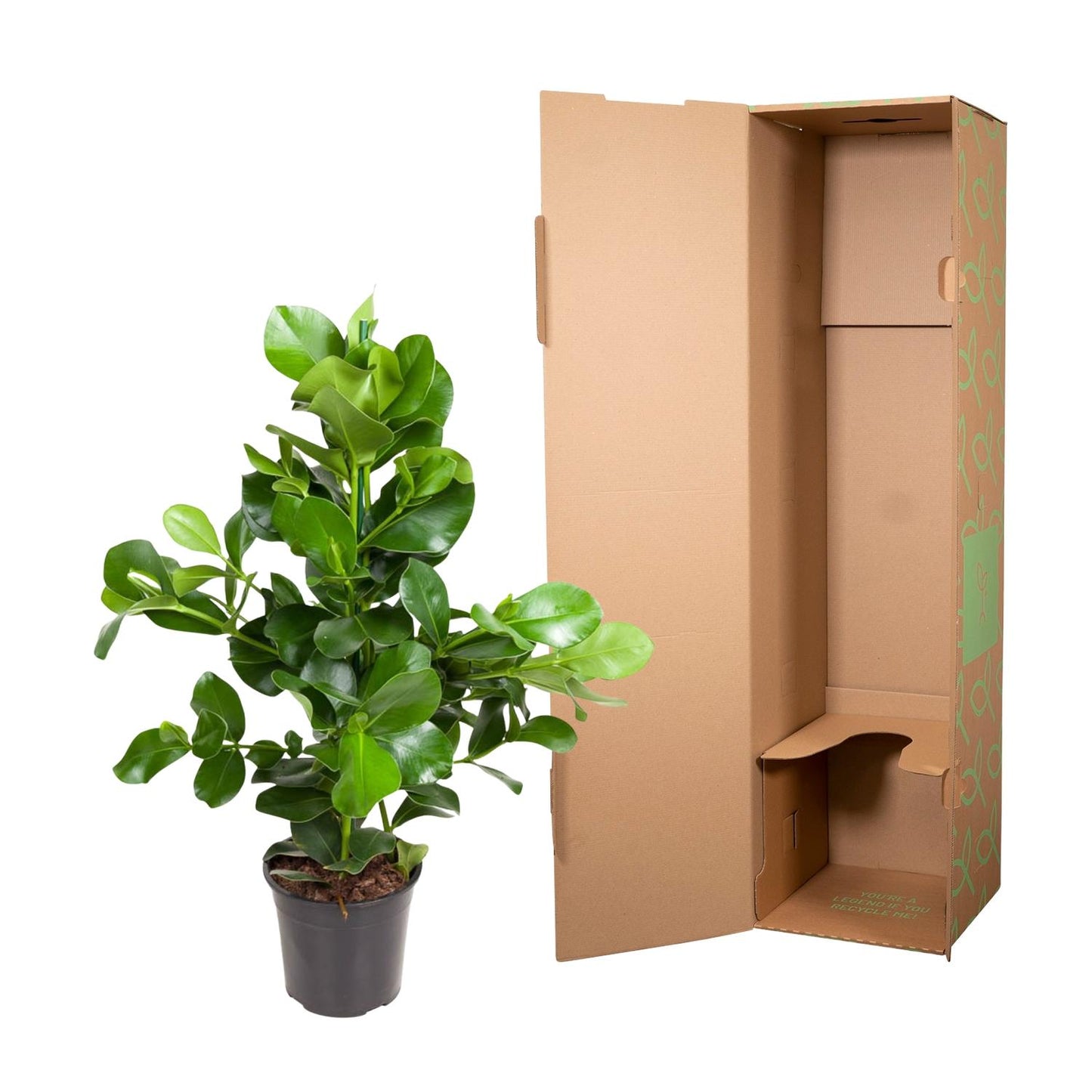 Clusia rosea – 110 cm – Ø24