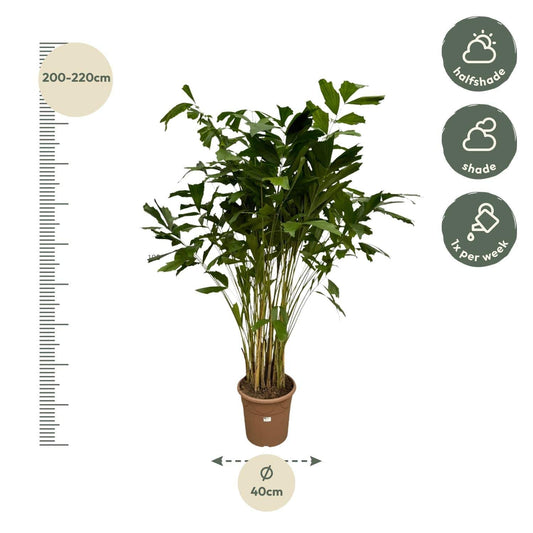 Caryota mitis – 250 cm – ø32 - Botanic-Vibes