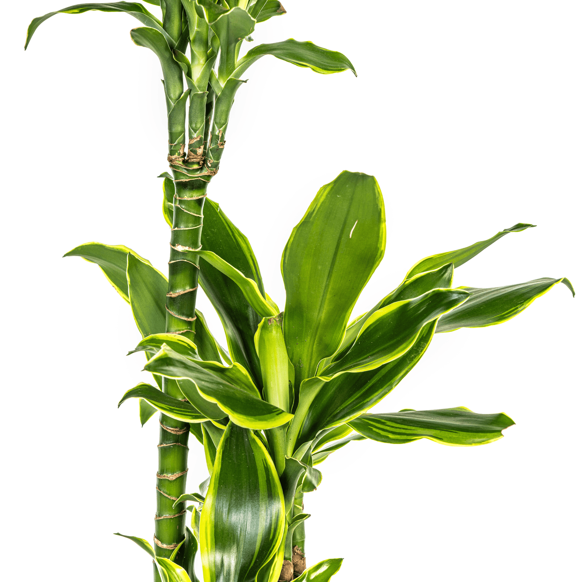 Dracaena Fragrans Golden Coast Ø21cm - ↕90 - 110cm - Botanic-Vibes