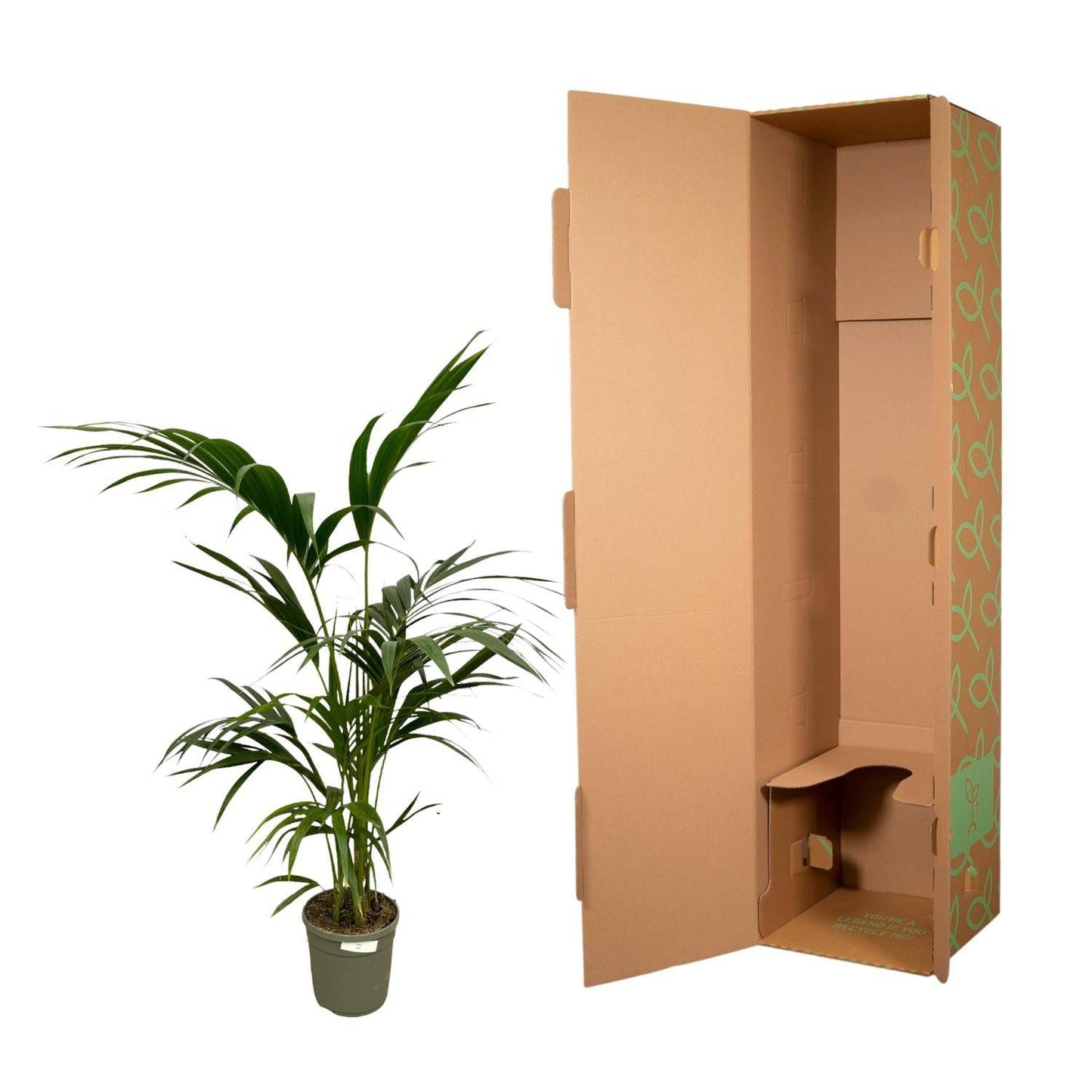 Kentia Palme – 130 cm – Ø21 - Botanic-Vibes