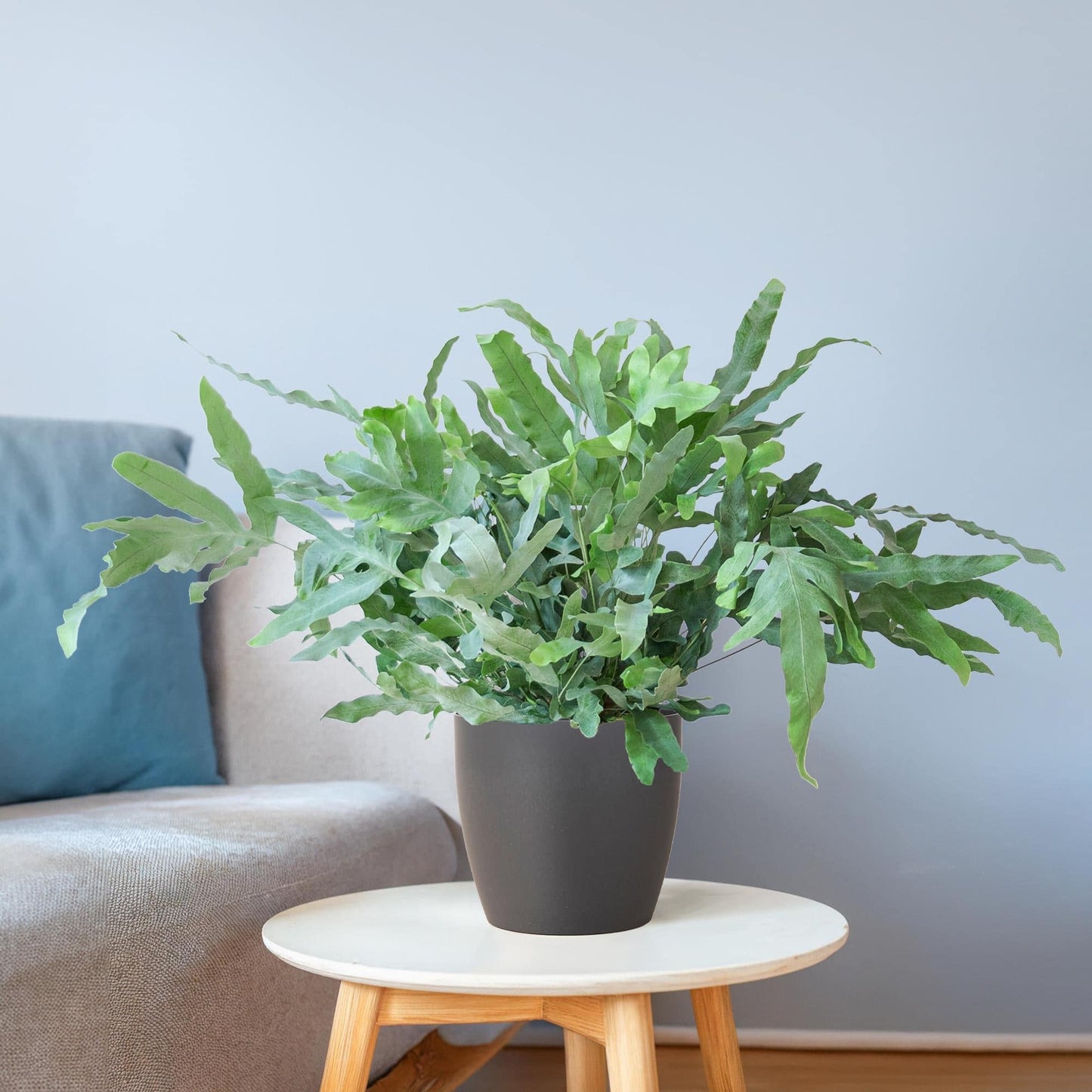Phlebodium Aureum 'Blue Star' mit Vibergrau - 40cm - Ø17 - Botanic-Vibes