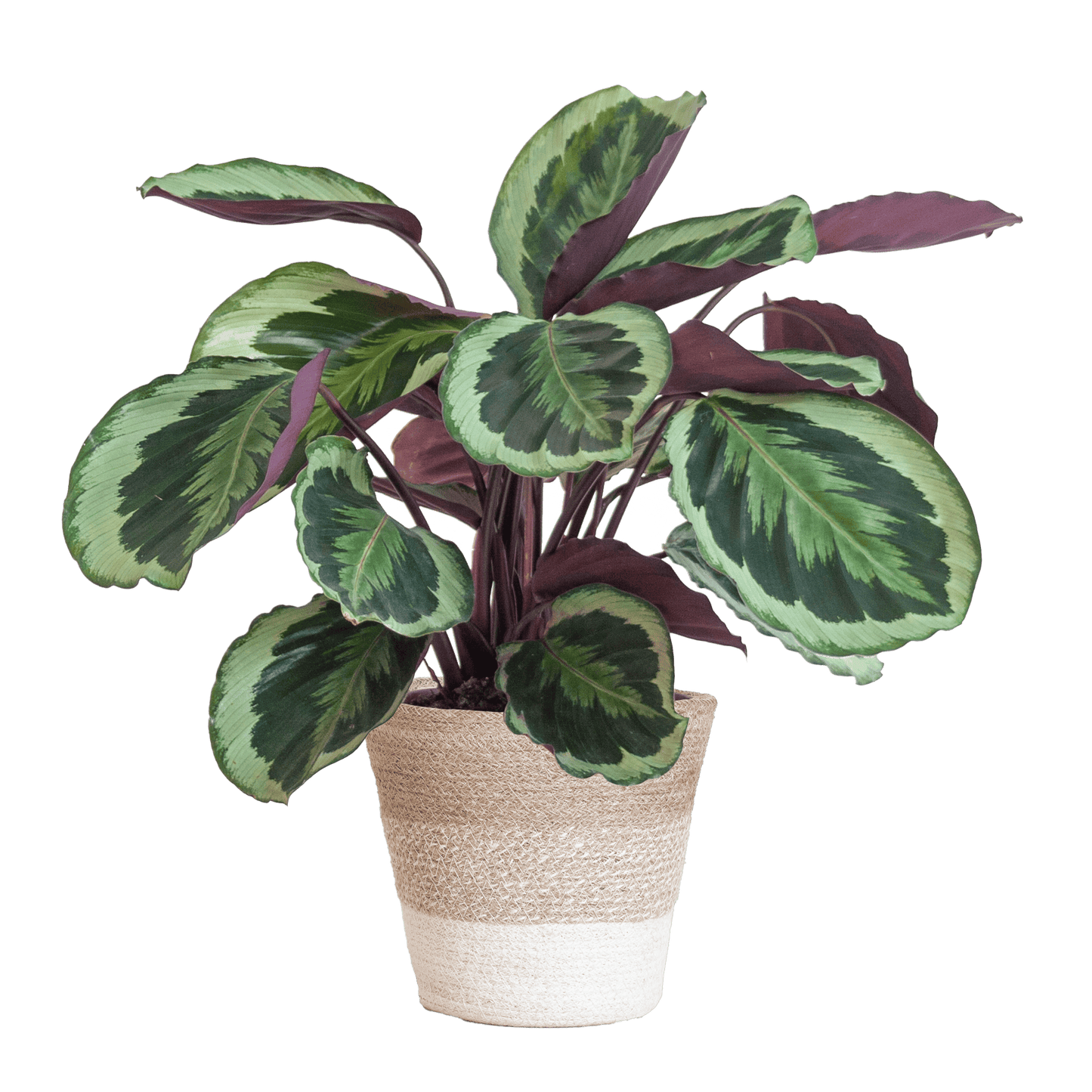Calathea Medaillon mit weißem Lissabon-Korb - 65cm - Ø19 - Botanic-Vibes