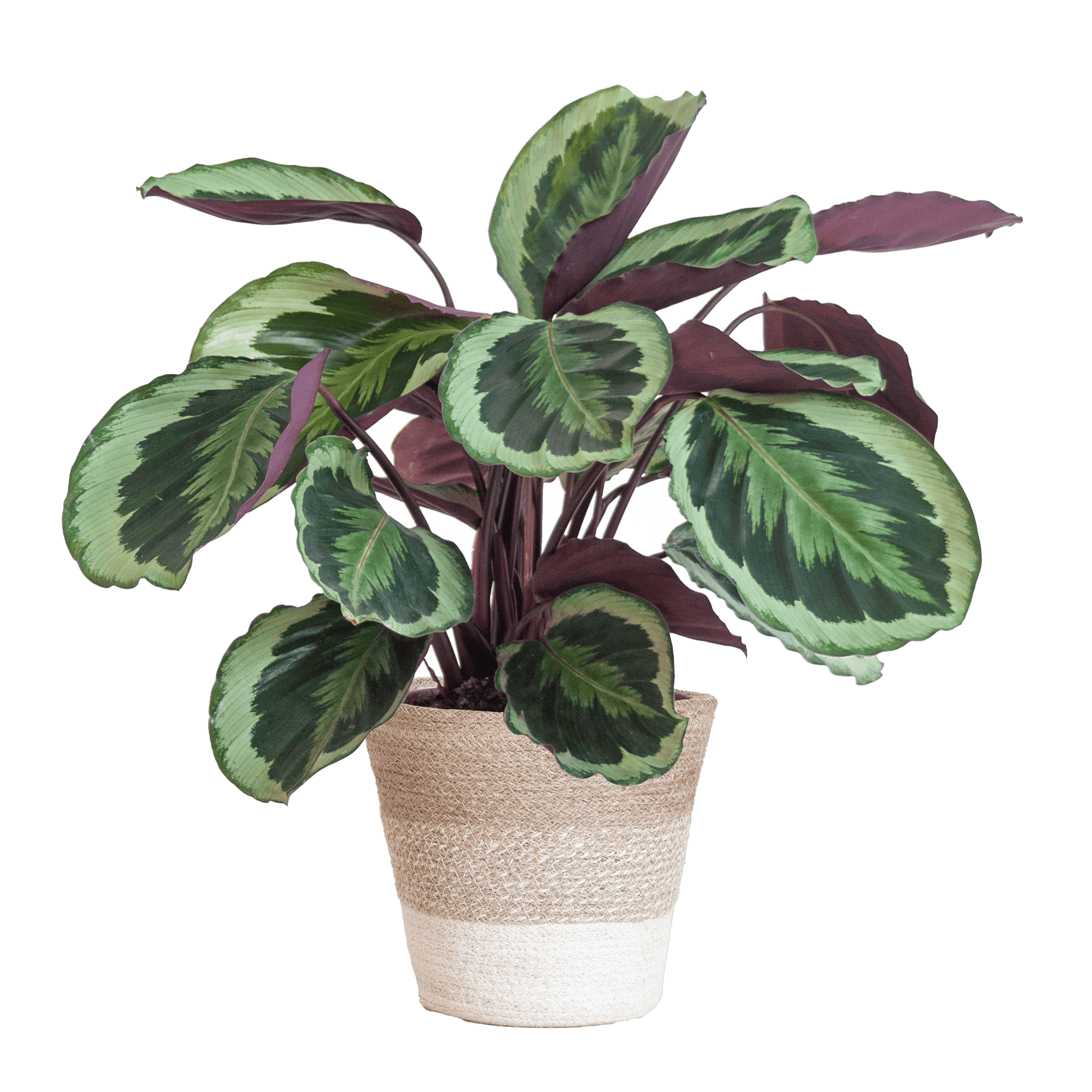 Calathea Medaillon mit weißem Lissabon-Korb - 65cm - Ø19 - Botanic-Vibes