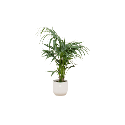 Combi deal - Kentia palm inklusive elho Vibes Fold Round Weiß Ø25 – 130 cm - Botanic-Vibes