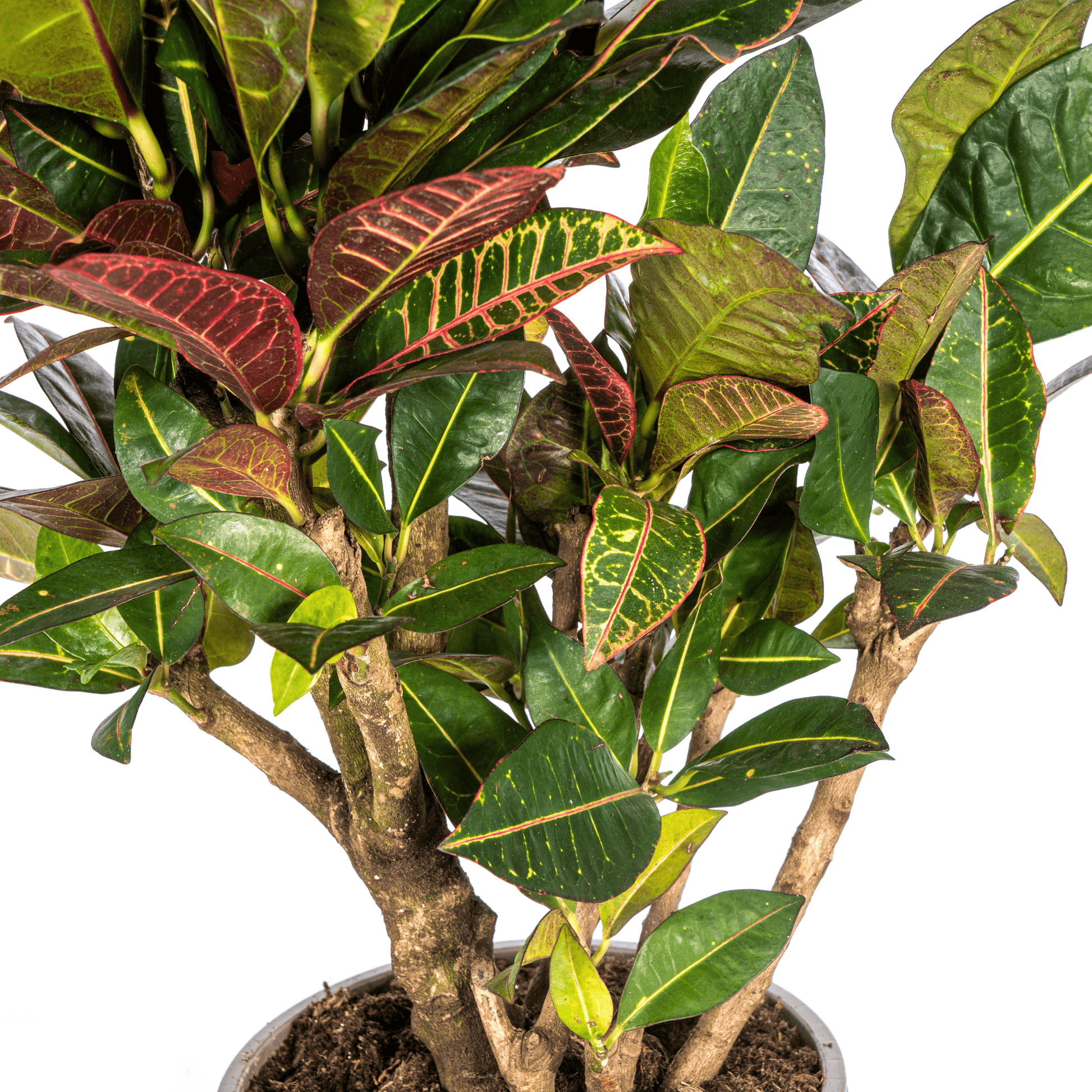 Codiaeum 'Croton' Petra Ø21cm - ↕60 - 80cm - Botanic-Vibes