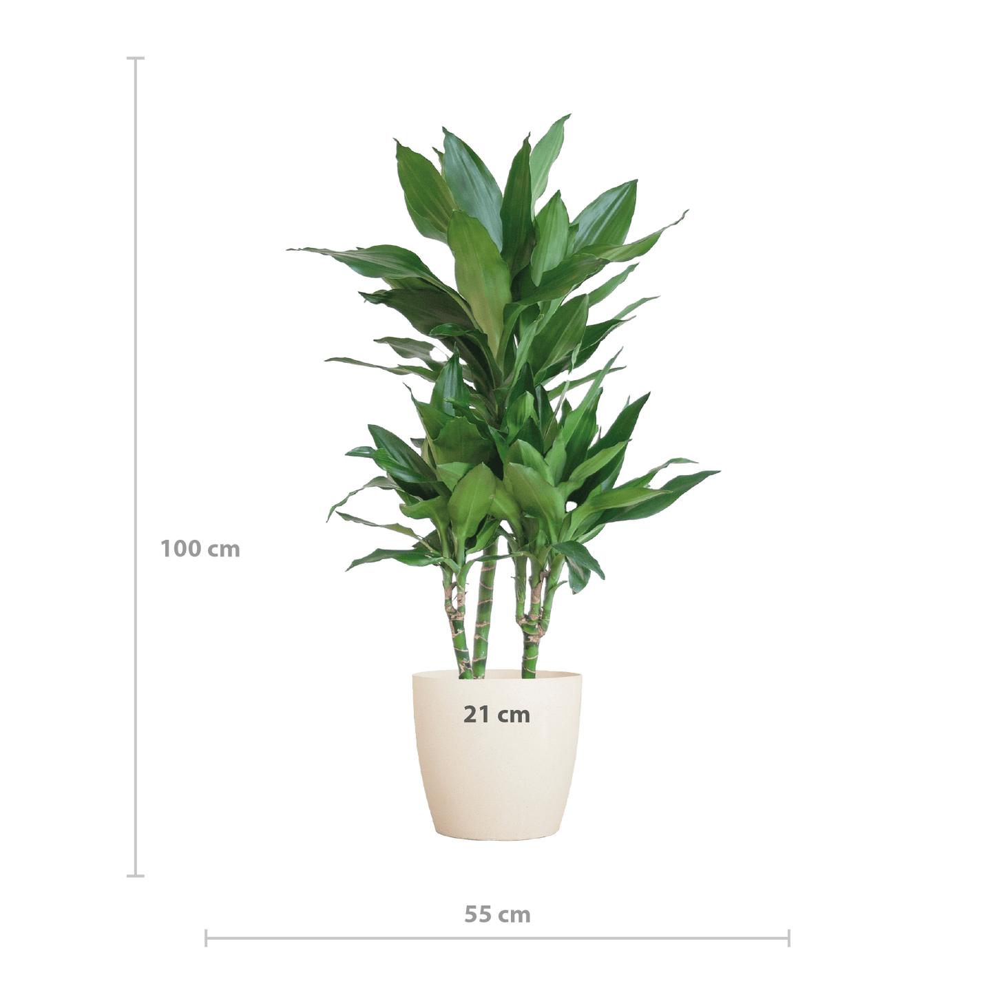 Dracaena  Janet Lindt mit Viber Weiß - 95cm - Ø21 - Botanic-Vibes