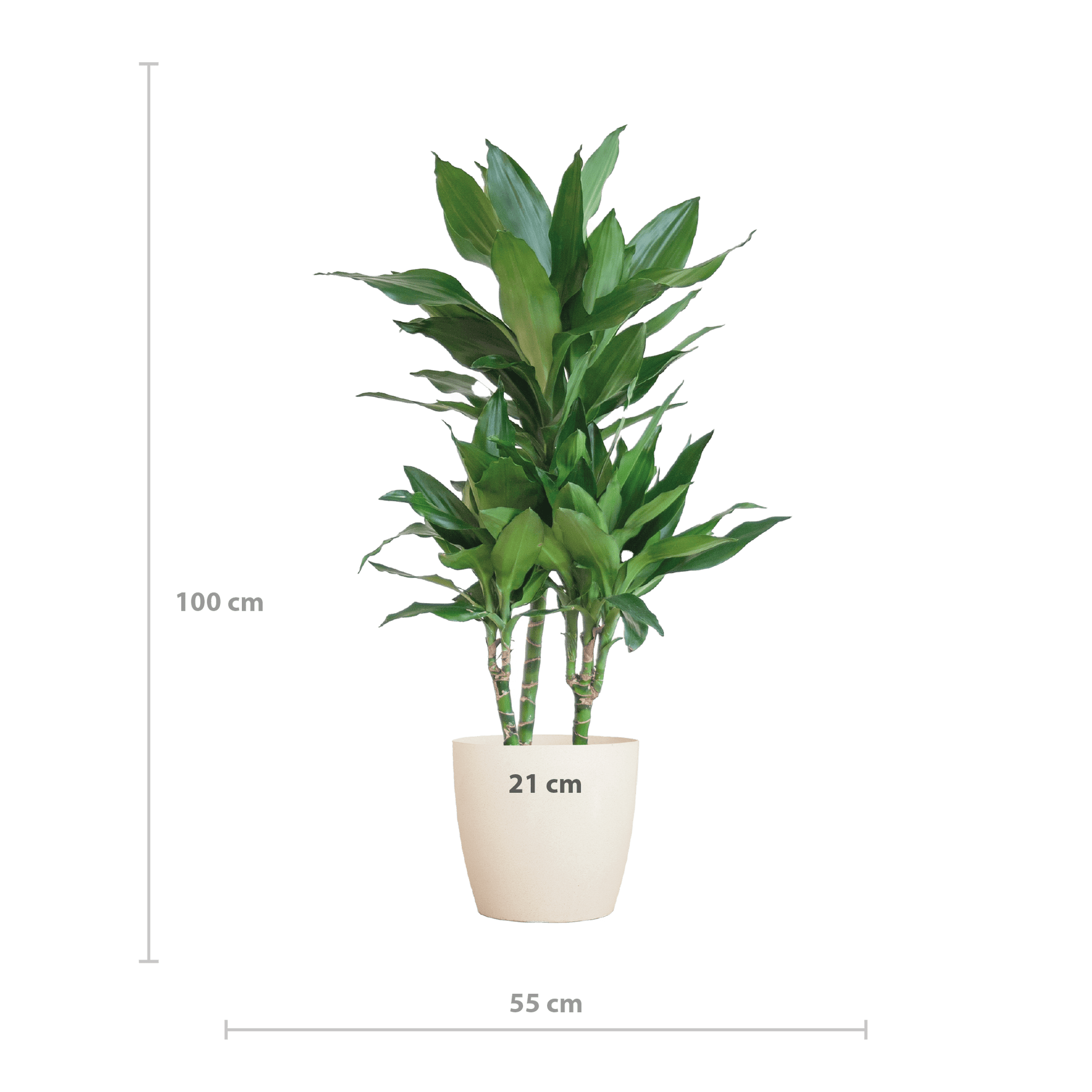 Dracaena  Janet Lindt mit Viber Weiß - 95cm - Ø21 - Botanic-Vibes