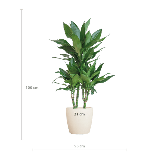 Dracaena  Janet Lindt mit Viber Weiß - 95cm - Ø21 - Botanic-Vibes