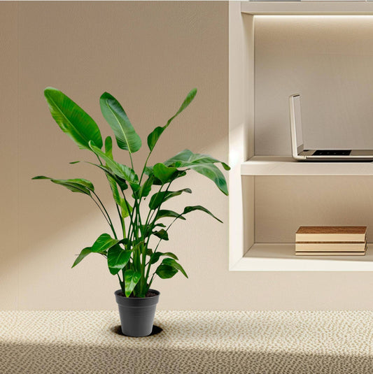 Strelitzia nicolai – 140 – 150cm – Ø24 - Botanic-Vibes