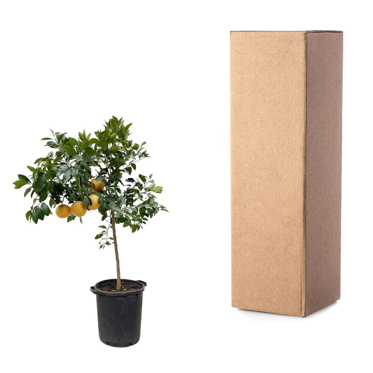 Citrus Pompelmo – 150 cm – Ø40