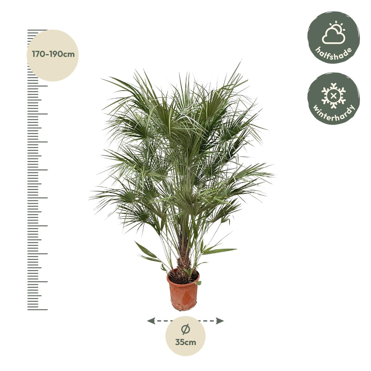 Chamaerops humilis Busch – 170 cm – Ø30