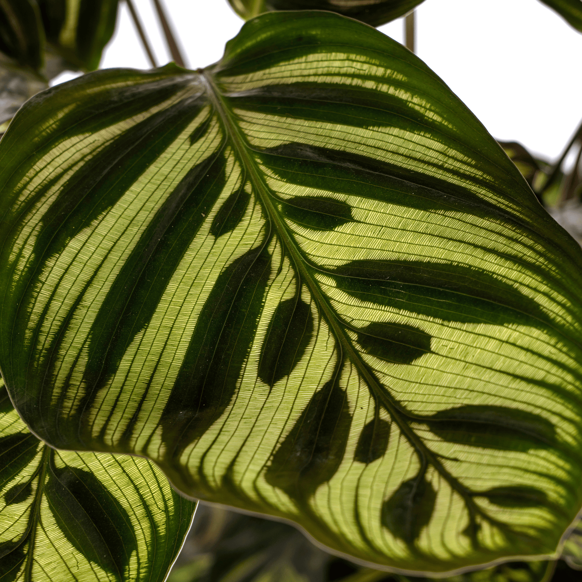 Calathea Makoyana Ø17cm - ↕40 - 50cm - Botanic-Vibes