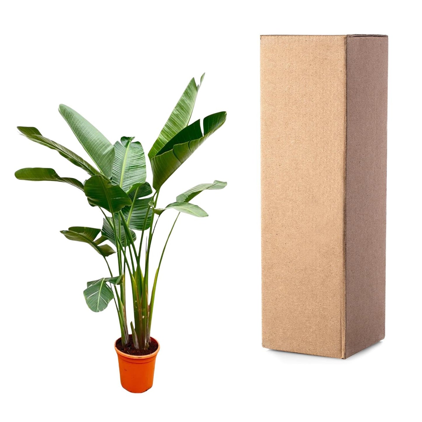 Strelitzia augusta de luxe XXL – 250cm – Ø38