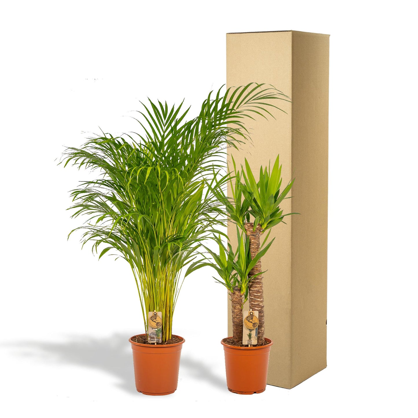 Areca – 130 cm – Ø24 + Yucca – 100 cm – Ø21