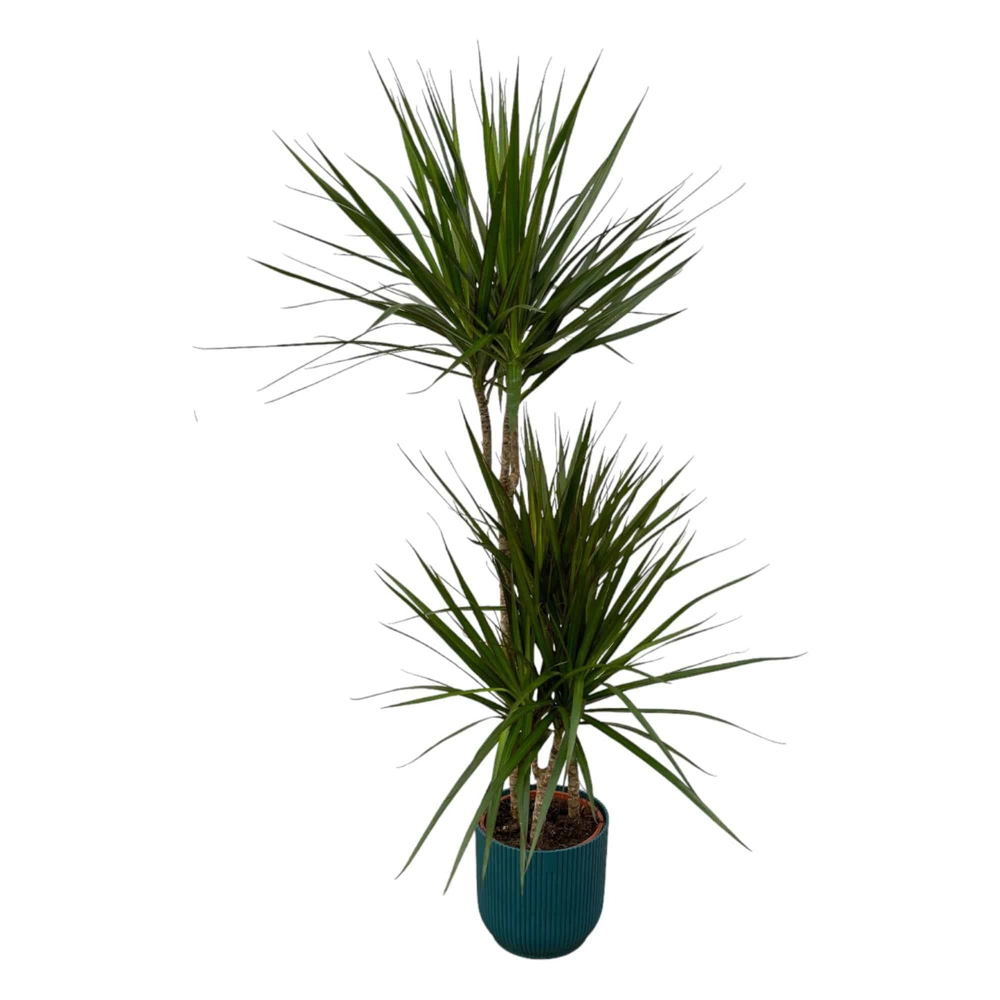Dracaena Marginata – 120 cm – Ø21 inkl. elho Vibes Fold Round Blau D22×H20 - Botanic-Vibes