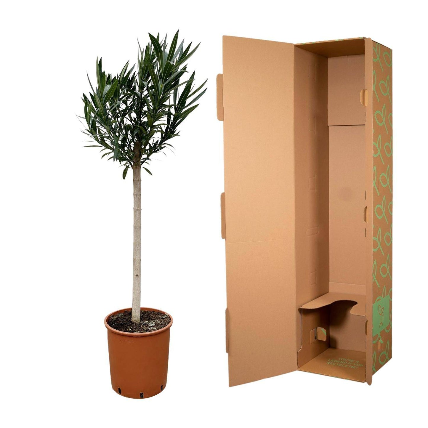 Nerium oleander auf Stamm mit roter Blüte – 170 cm – Ø30 - Botanic-Vibes