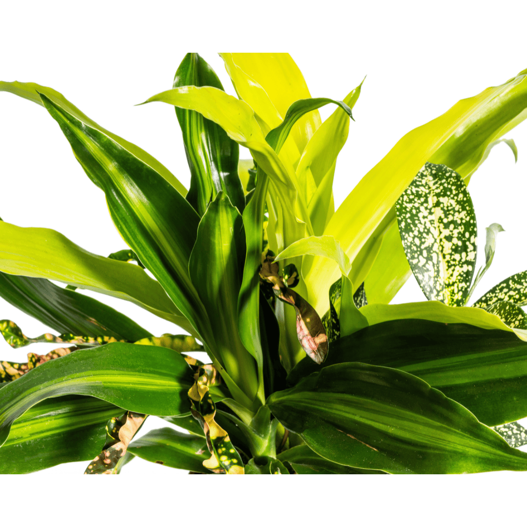 Mixed Combo Ø17cm - ↕55 - 65cm - Botanic-Vibes