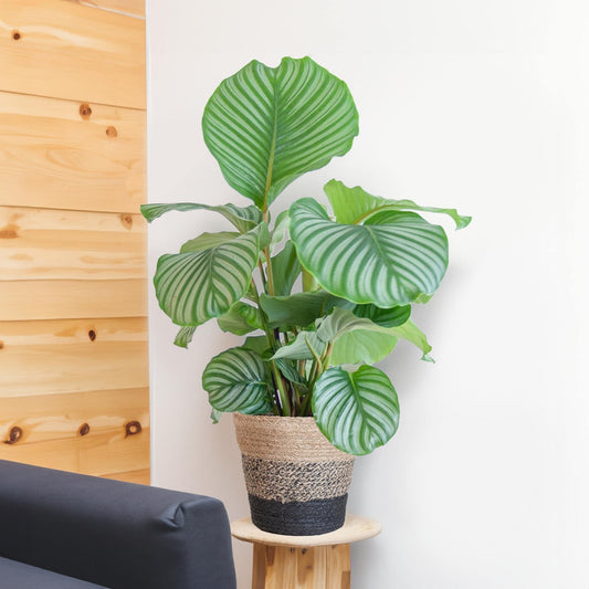 Calathea Orbifolia mit Lissabon-Korb schwarz  - 65cm - Ø21 - Botanic-Vibes