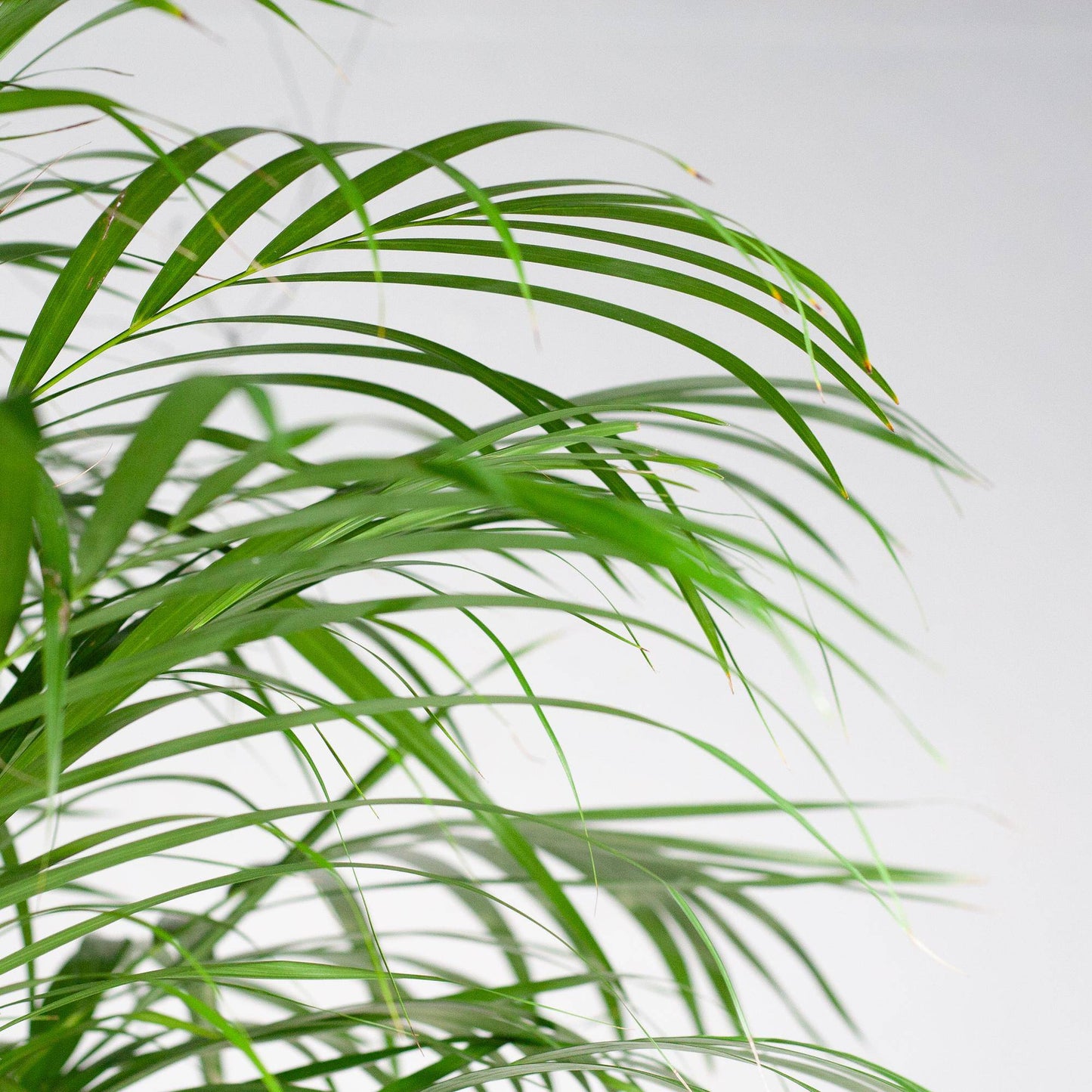 Areca-Palme (Dypsis) XL mit Korb Torun – 120 cm – Ø24 - Botanic-Vibes