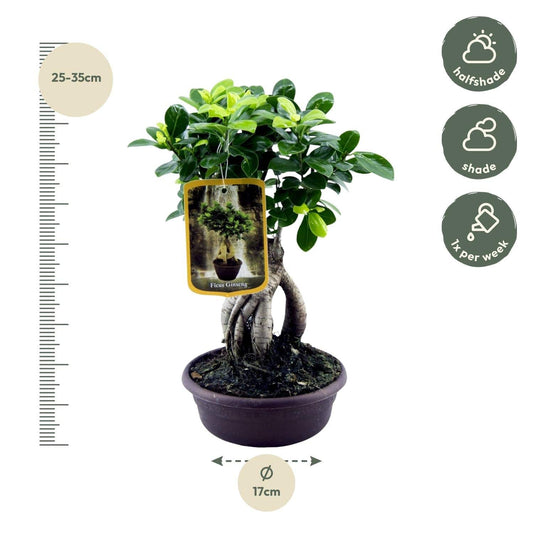 Ficus Microcarpa Ginseng – 30 cm – Ø17 - Botanic-Vibes