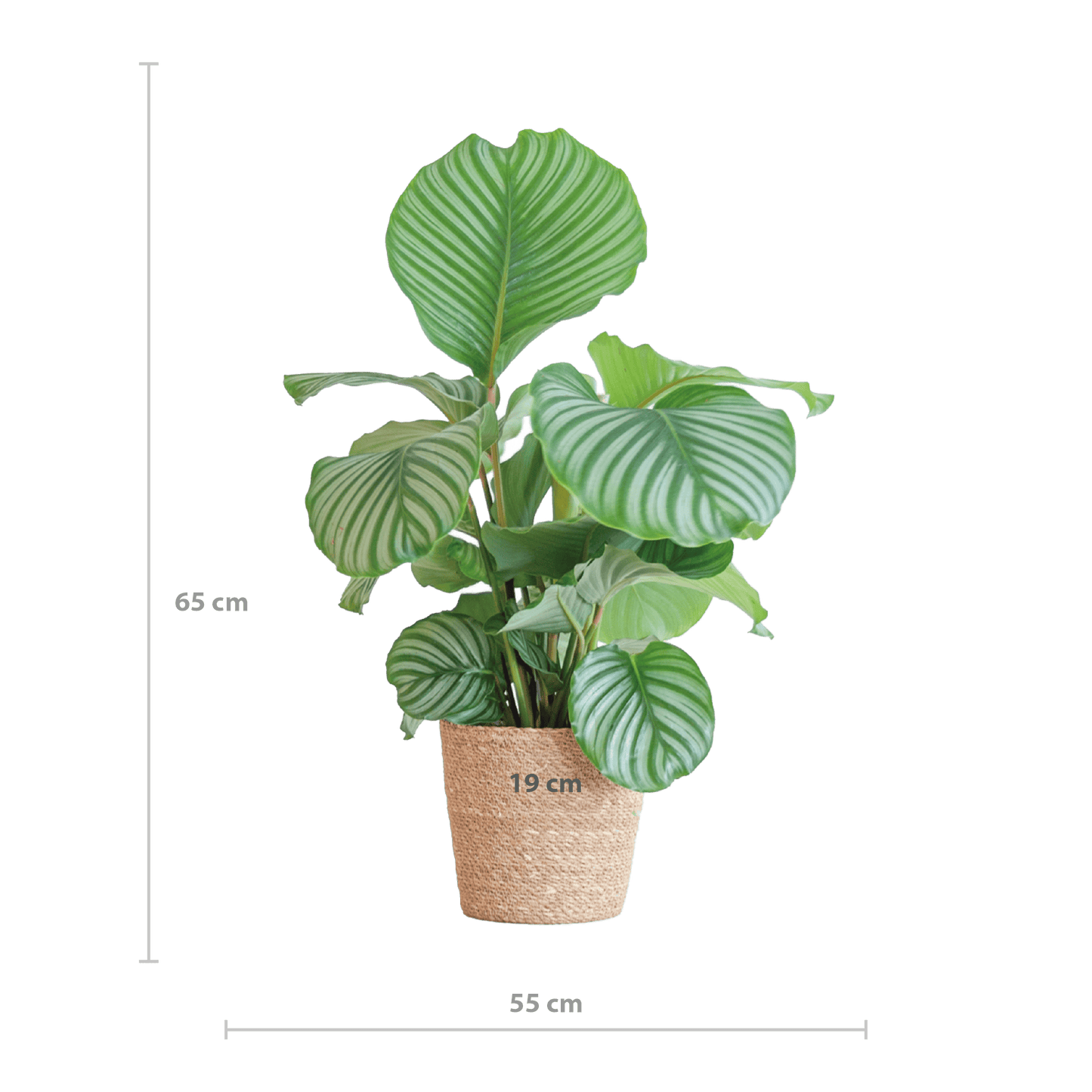 Calathea Orbifolia mit Sofia-Korb natur  - 65cm - Ø21 - Botanic-Vibes