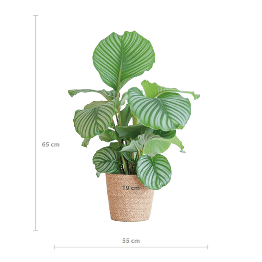 Calathea Orbifolia mit Sofia-Korb natur  - 65cm - Ø21 - Botanic-Vibes