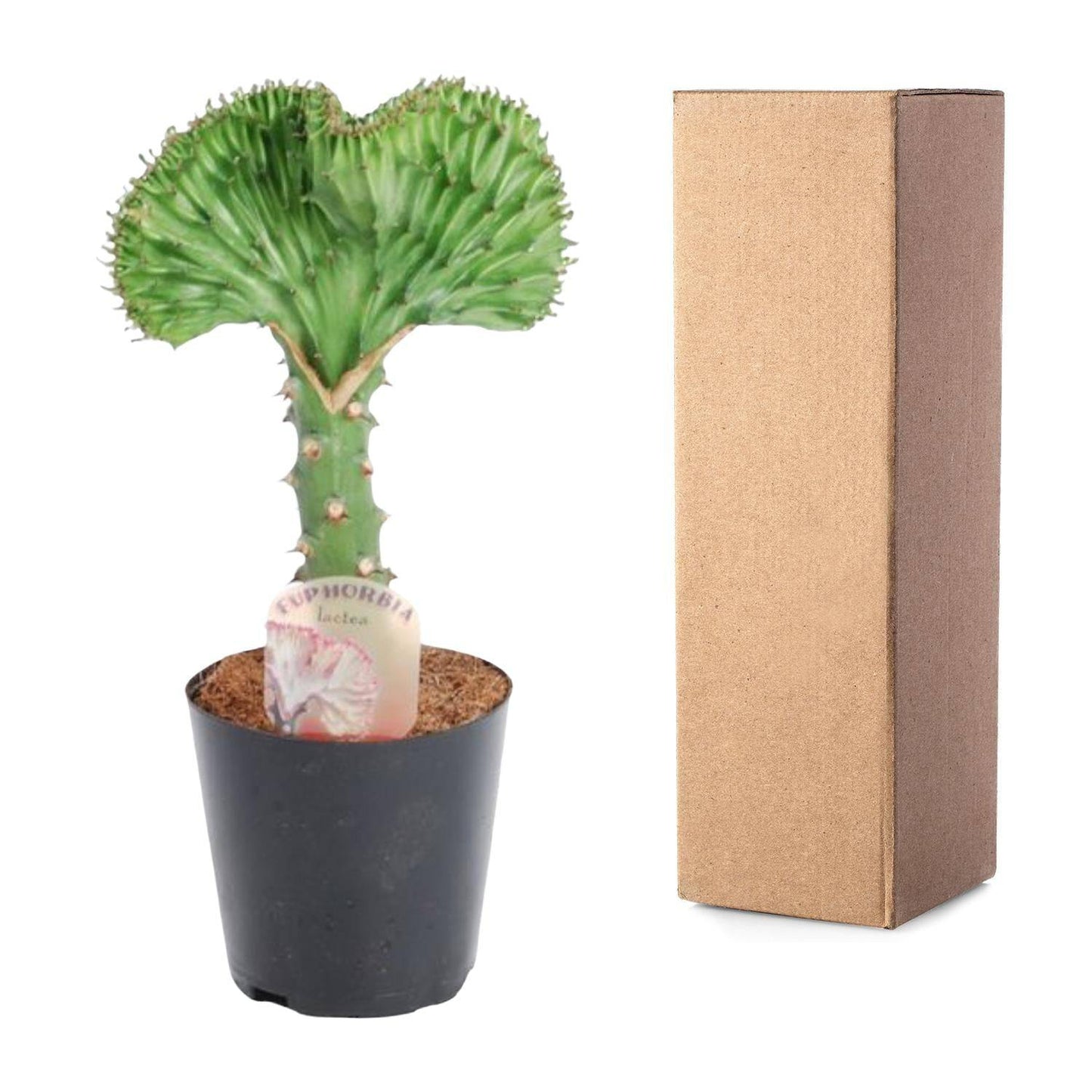 Euphorbia lactea cristata grün – 30 cm – Ø10,5 - Botanic-Vibes