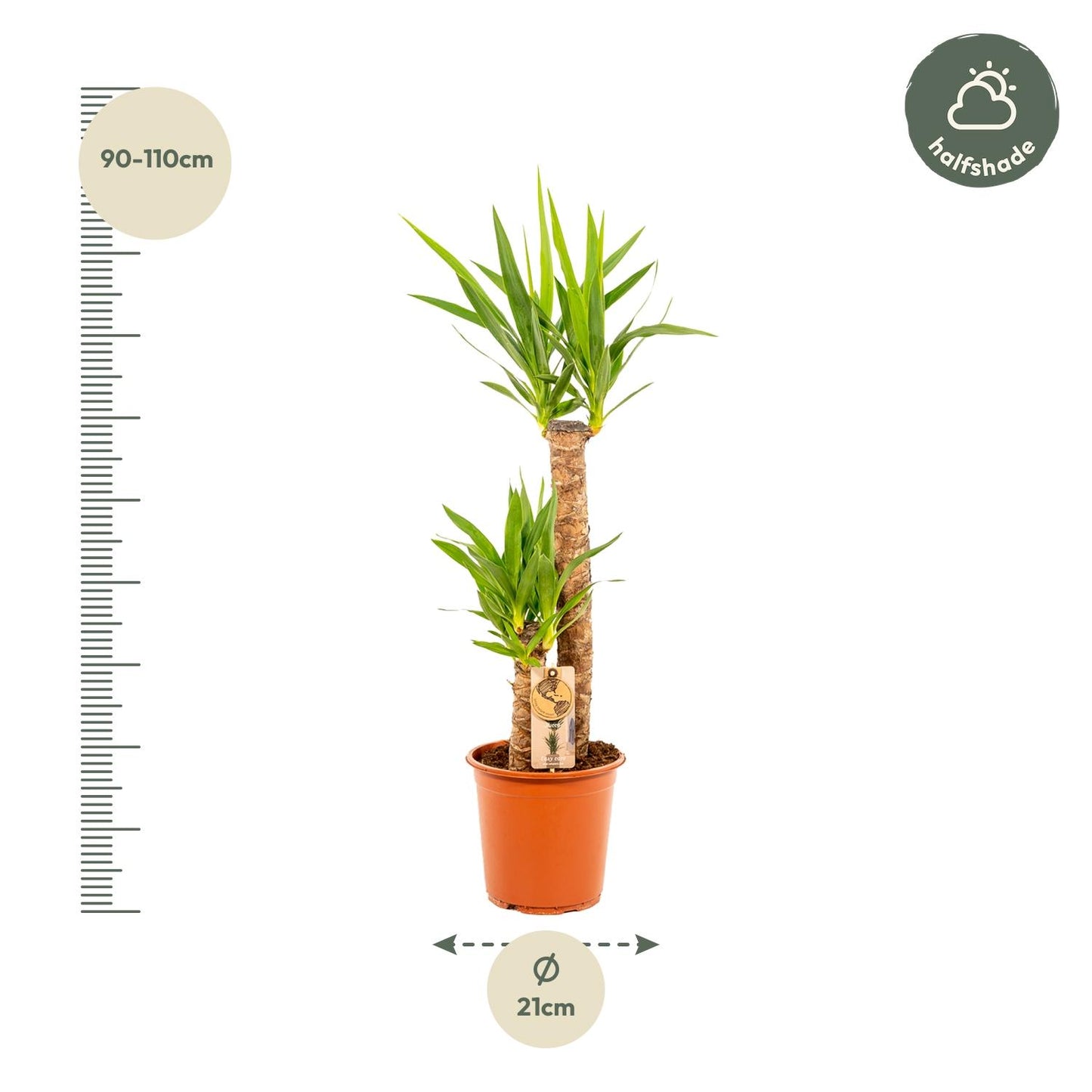Yucca – Ø21cm – 100cm