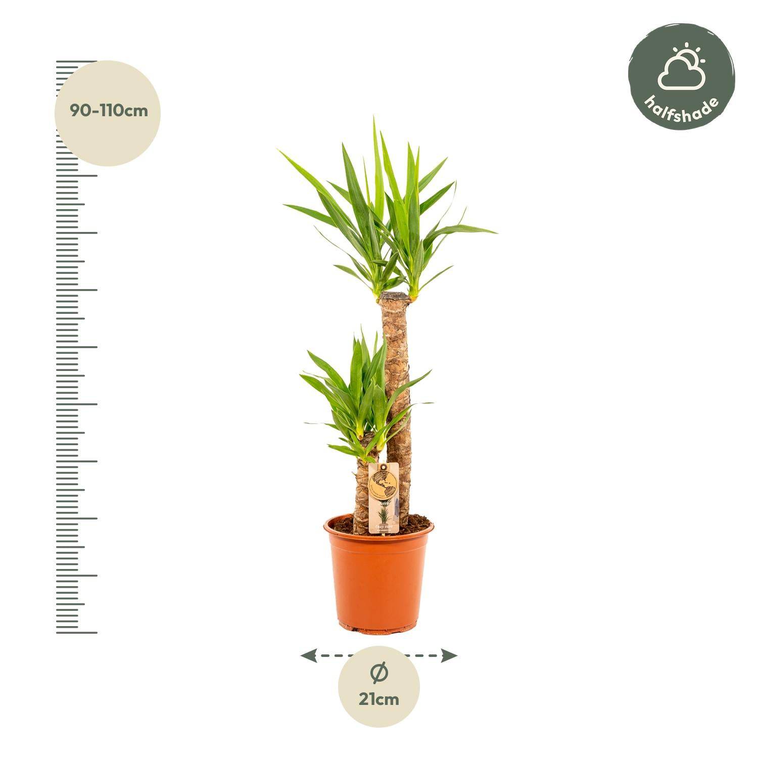 Yucca – Ø21cm – 100cm - Botanic-Vibes